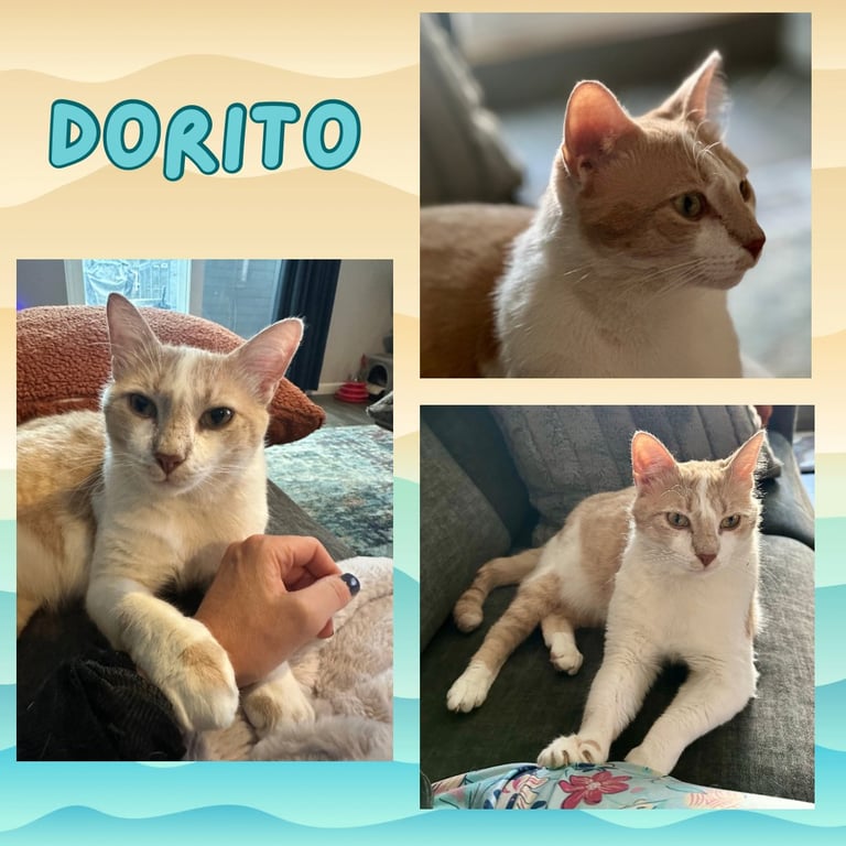 Dorito Image