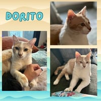 Dorito - Photo 1