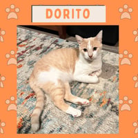 Dorito - Photo 3
