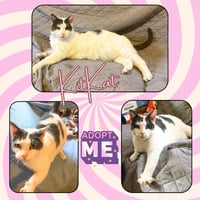 KitKat - Photo 4