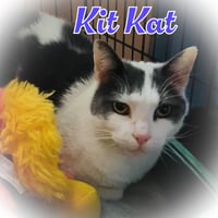 KitKat - Photo 6