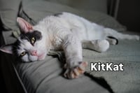KitKat - Photo 2