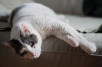 KitKat - Photo 3