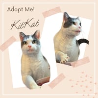KitKat - Photo 5