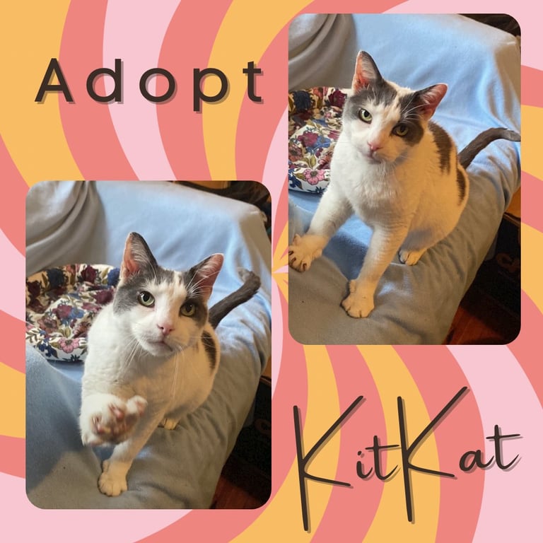 KitKat Image