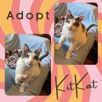 KitKat - Photo 1