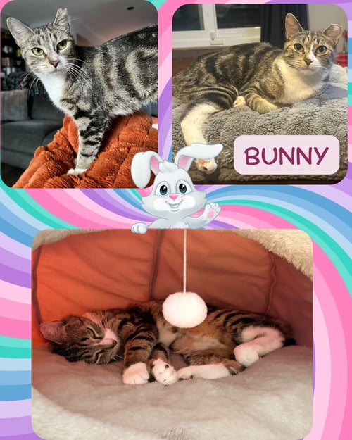 BUNNY - Domestic Short Hair for adoption in Yonkers