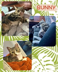Bunny - Photo 3