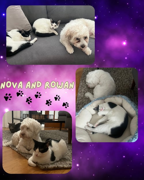 NOVA AND ROWAN- DOG FRIENDLY! - Domestic Short Hair available for adoption