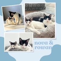 Nova and Rowan- dog friendly! - Photo 3