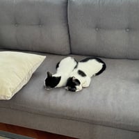 Nova and Rowan- dog friendly! - Photo 8