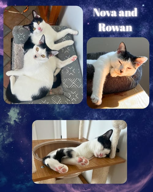 NOVA AND ROWAN- DOG FRIENDLY! - Domestic Short Hair for adoption in Yonkers