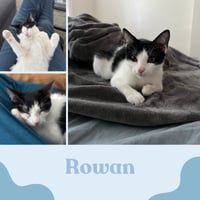 Nova and Rowan- dog friendly! - Photo 4