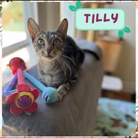 Tilly - Photo 3