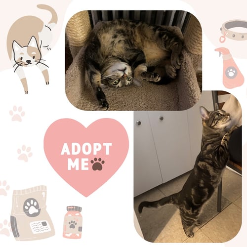 TILLY - Domestic Short Hair available for adoption