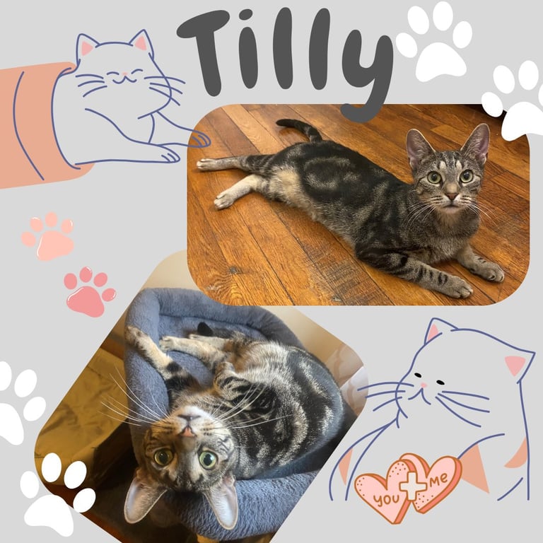 Tilly Image