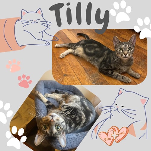 TILLY - Domestic Short Hair for adoption in Yonkers