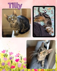 Tilly - Photo 4
