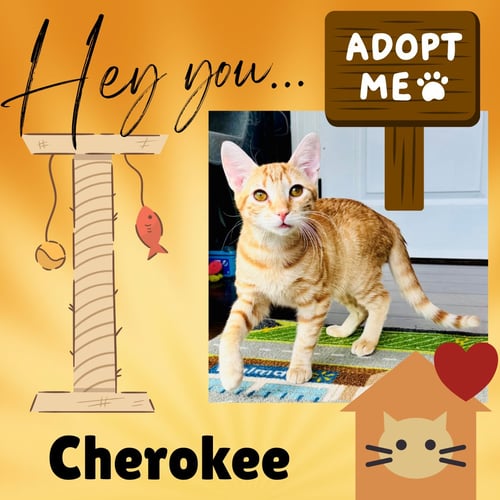 CHEROKEE - Domestic Short Hair available for adoption