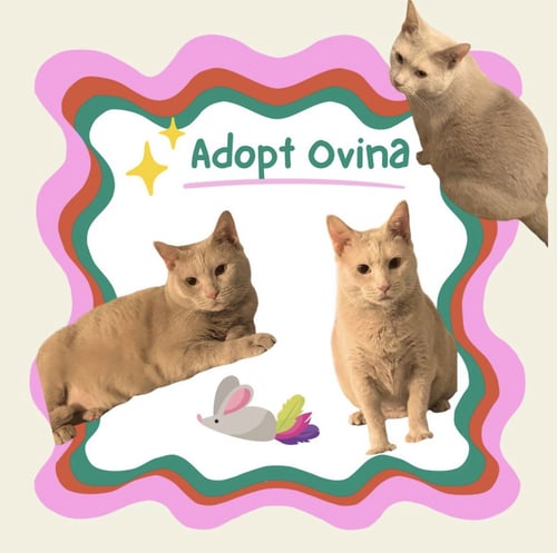 OVINA - Domestic Short Hair available for adoption