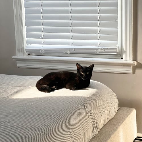ELODIE - Domestic Short Hair available for adoption