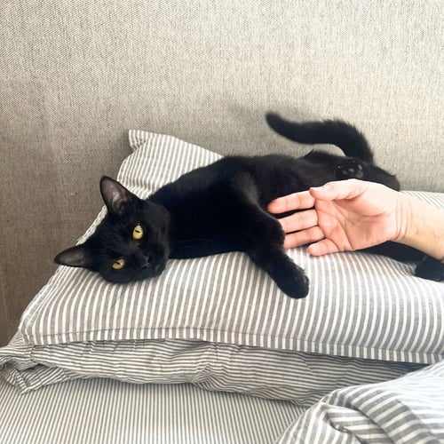 ELODIE - Domestic Short Hair available for adoption