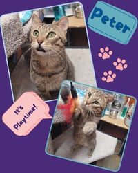 Peter - Photo 2