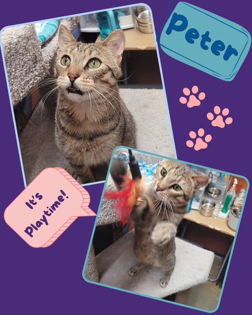 PETER - Domestic Short Hair available for adoption