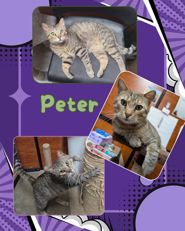 Peter Image