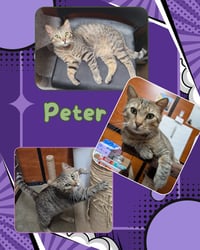 Peter - Photo 1