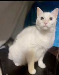 Polly- I need a foster! - Photo 2