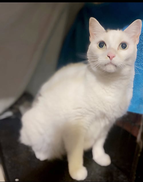 POLLY- I NEED A FOSTER! - Domestic Short Hair available for adoption