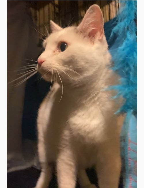 POLLY- I NEED A FOSTER! - Domestic Short Hair available for adoption
