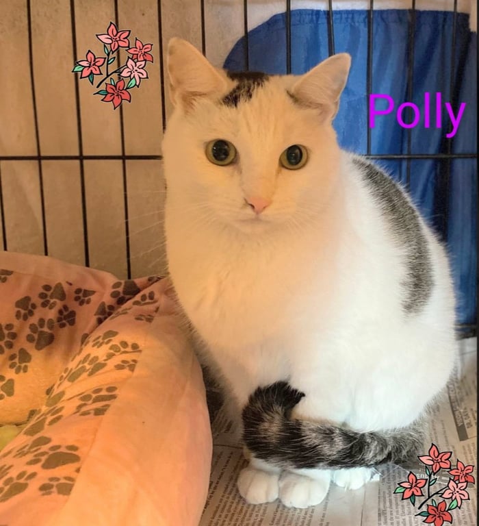 Polly- I need a foster! Image