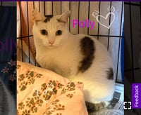 Polly- I need a foster! - Photo 2