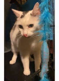 Polly- I need a foster! - Photo 5