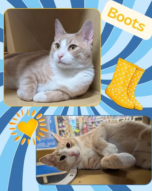 BOOTS - Domestic Short Hair available for adoption