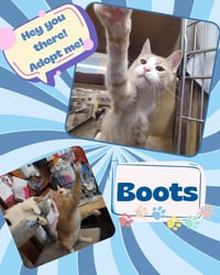 Boots - Photo 2
