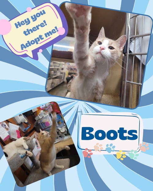 BOOTS - Domestic Short Hair available for adoption