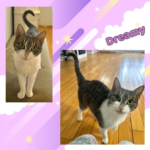 DREAMY - Domestic Short Hair for adoption in Yonkers
