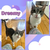 Dreamy - Photo 2