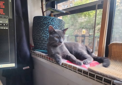 DONALD AND DONNA (RUSSIAN BLUE AND DSHM) - Russian Blue / Domestic Short Hair available for adoption