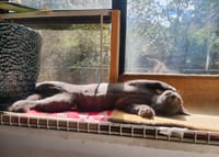 Donald and Donna (Russian Blue and DSHM) - Photo 4