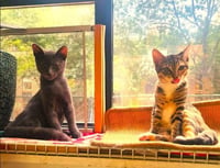 Donald and Donna (Russian Blue and DSHM) - Photo 2