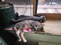 Donald and Donna (Russian Blue and DSHM) - Photo 3