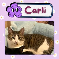 Carlie - Photo 3