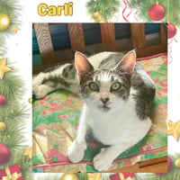 Carlie - Photo 5