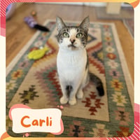Carlie - Photo 7