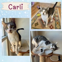 Carlie - Photo 6