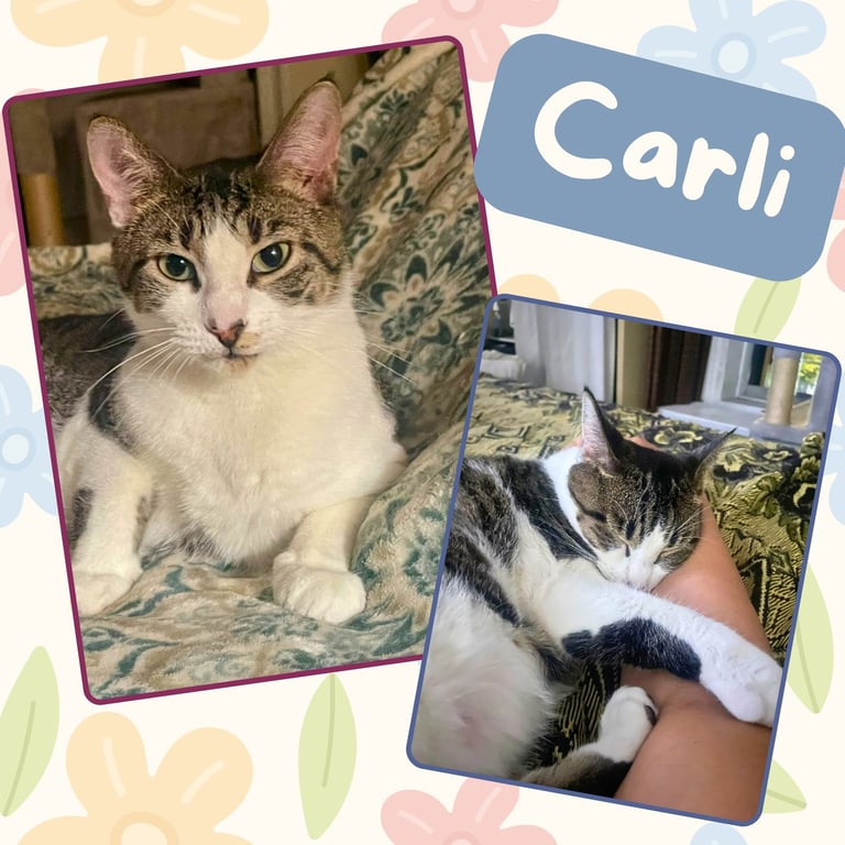 Carlie Image